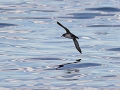 156 ILE DE HOEDIC_000069